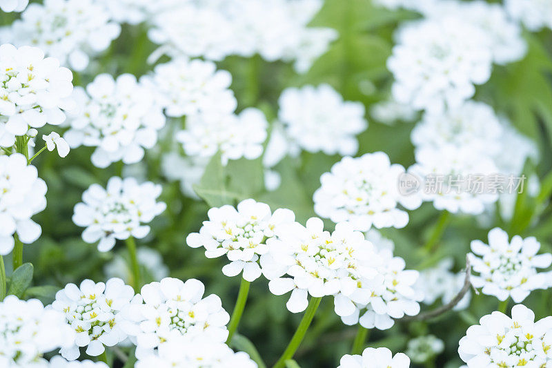 Spring Candytuft的微距照片